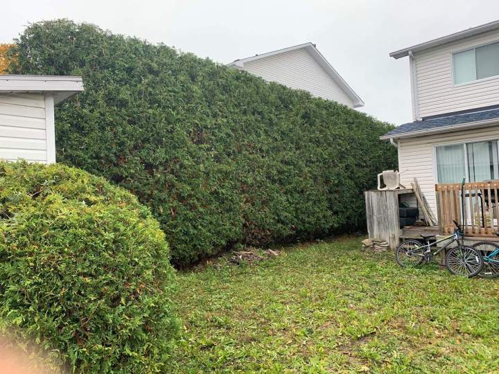 Service de taille de haies Gatineau