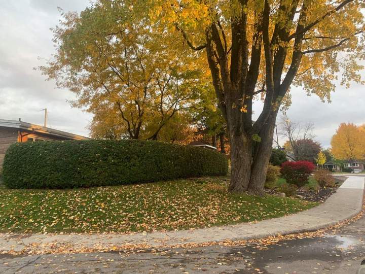 Taille de haie Gatineau